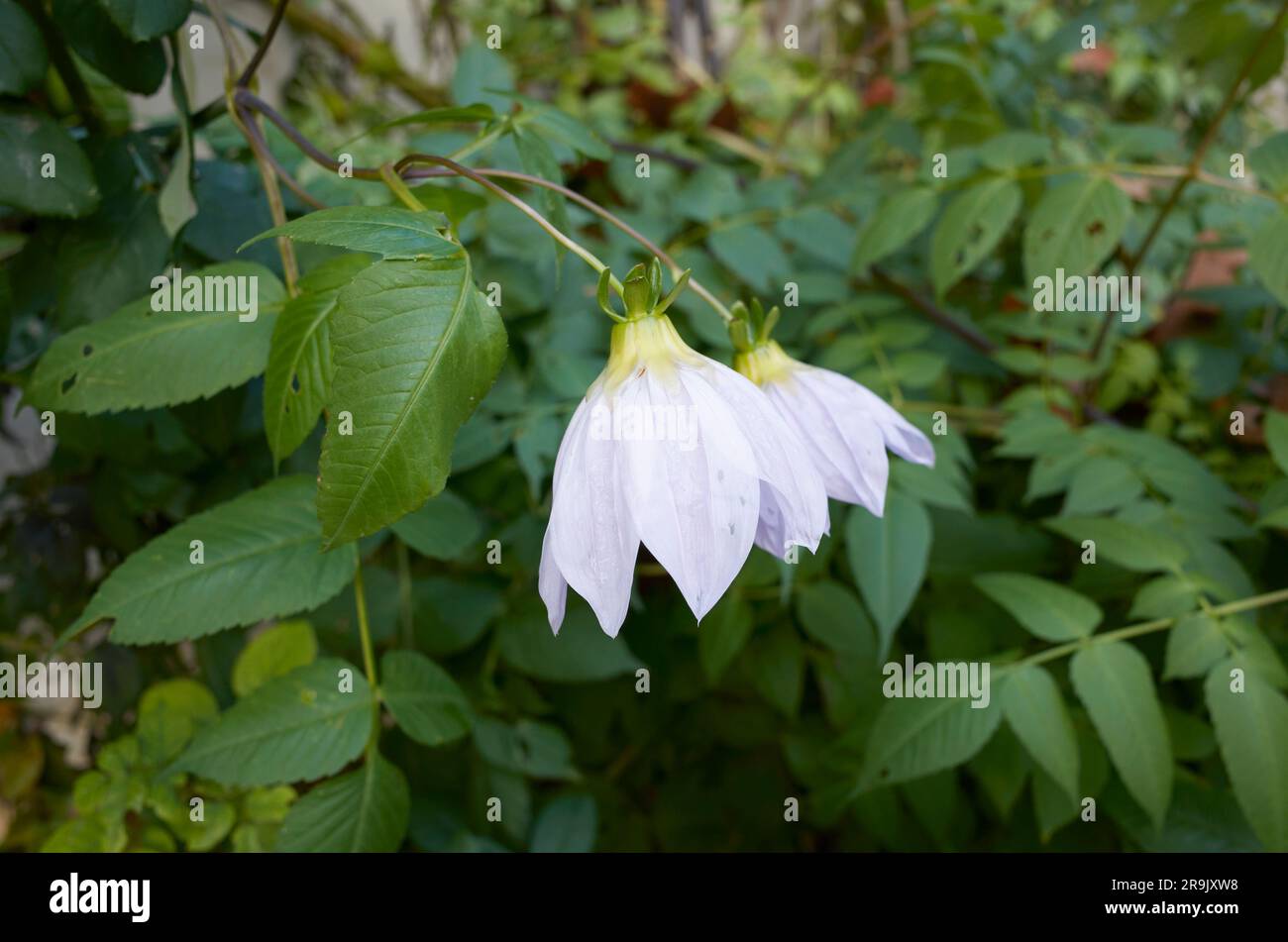 Dahlia imperialis Blätter und Blumen Stockfoto