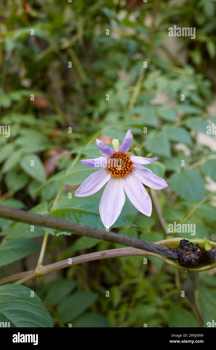 Dahlia imperialis Blätter und Blumen Stockfoto