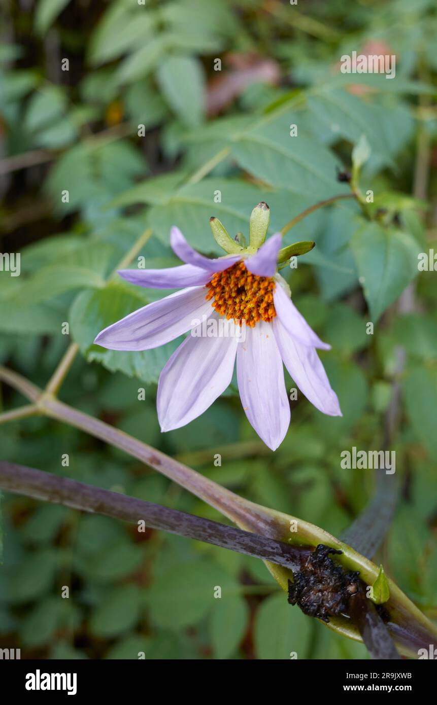 Dahlia imperialis Blätter und Blumen Stockfoto