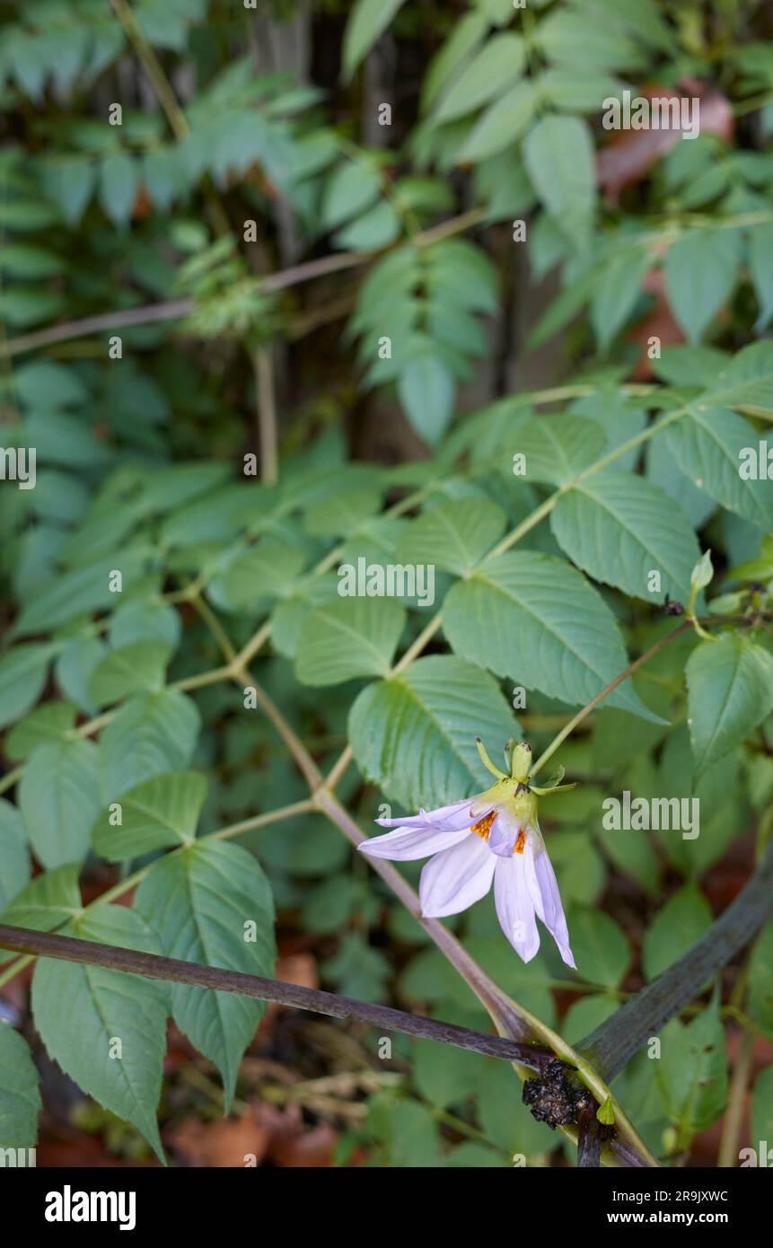 Dahlia imperialis Blätter und Blumen Stockfoto