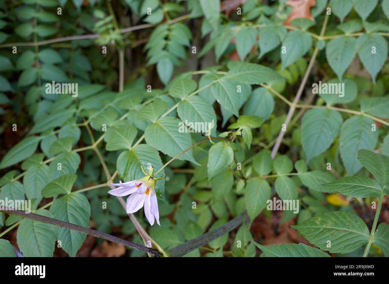 Dahlia imperialis Blätter und Blumen Stockfoto