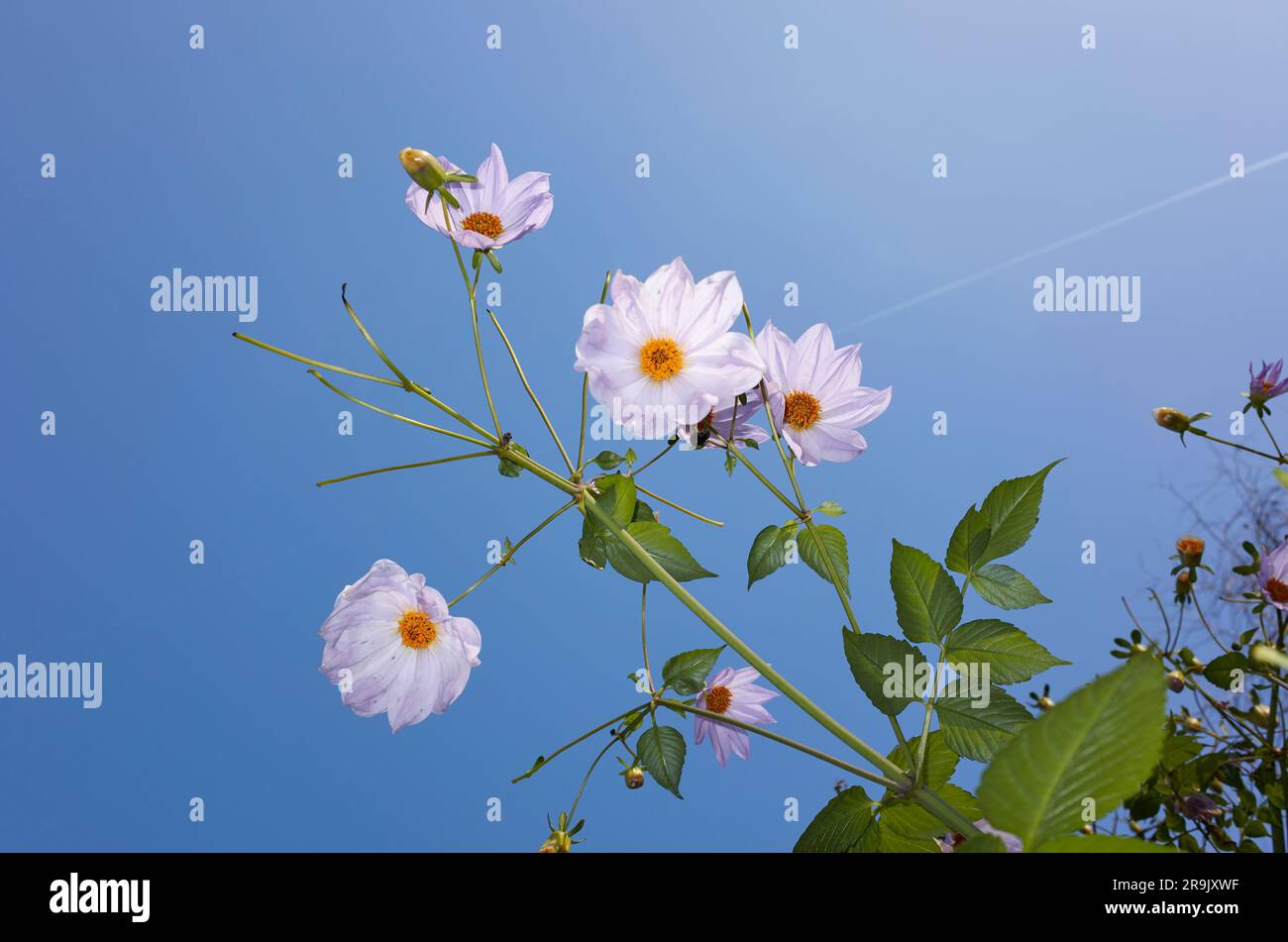 Dahlia imperialis Blätter und Blumen Stockfoto