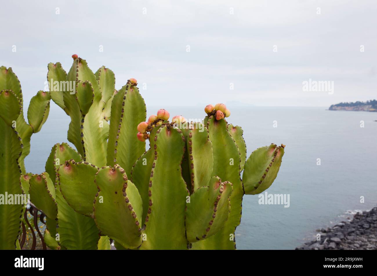 Euphorbia-abyssinica-Ast, Nahaufnahme Stockfoto