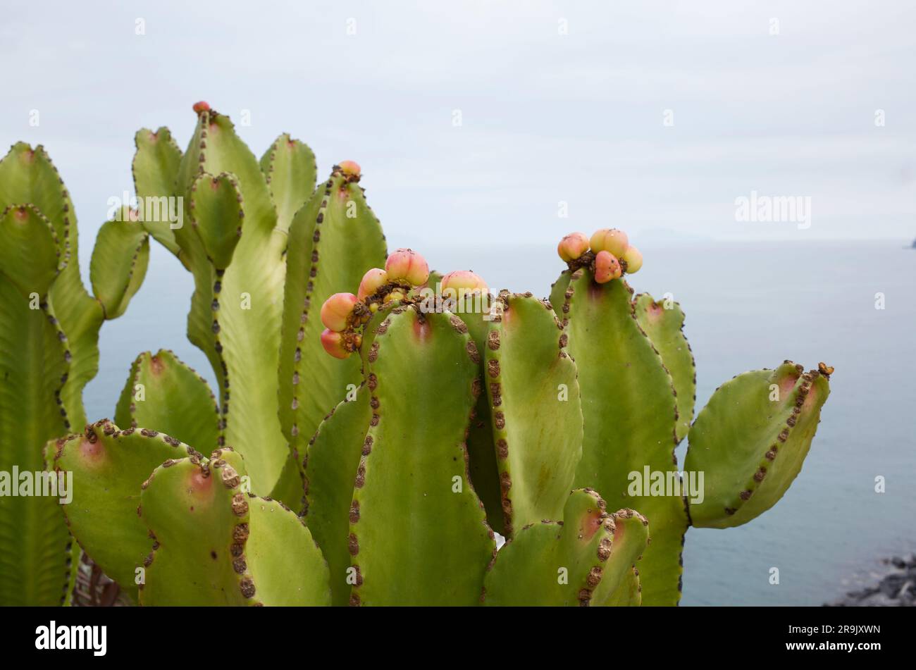 Euphorbia-abyssinica-Ast, Nahaufnahme Stockfoto