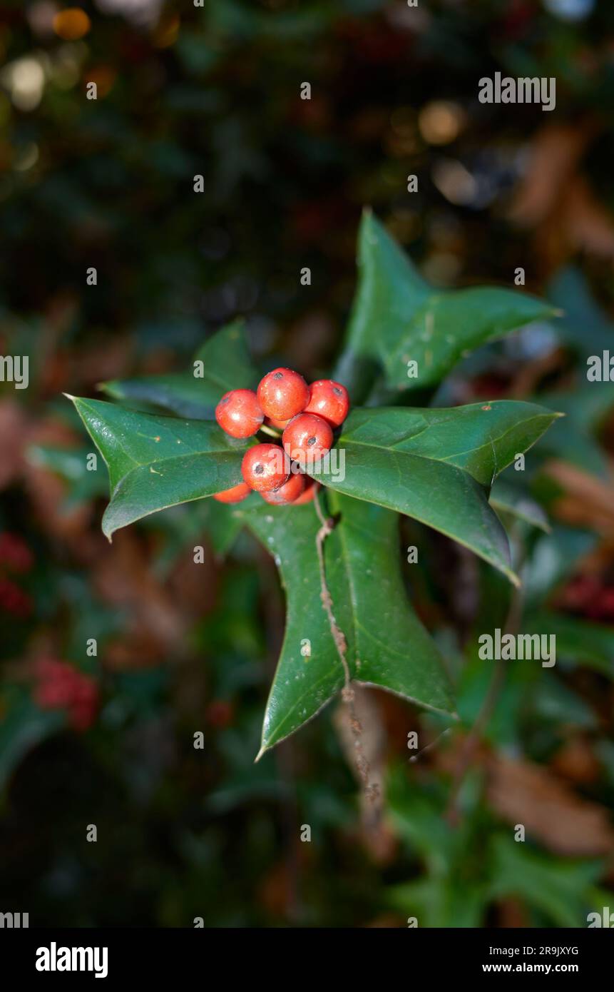 Ast des Ileus aquifolium in Nahaufnahme Stockfoto