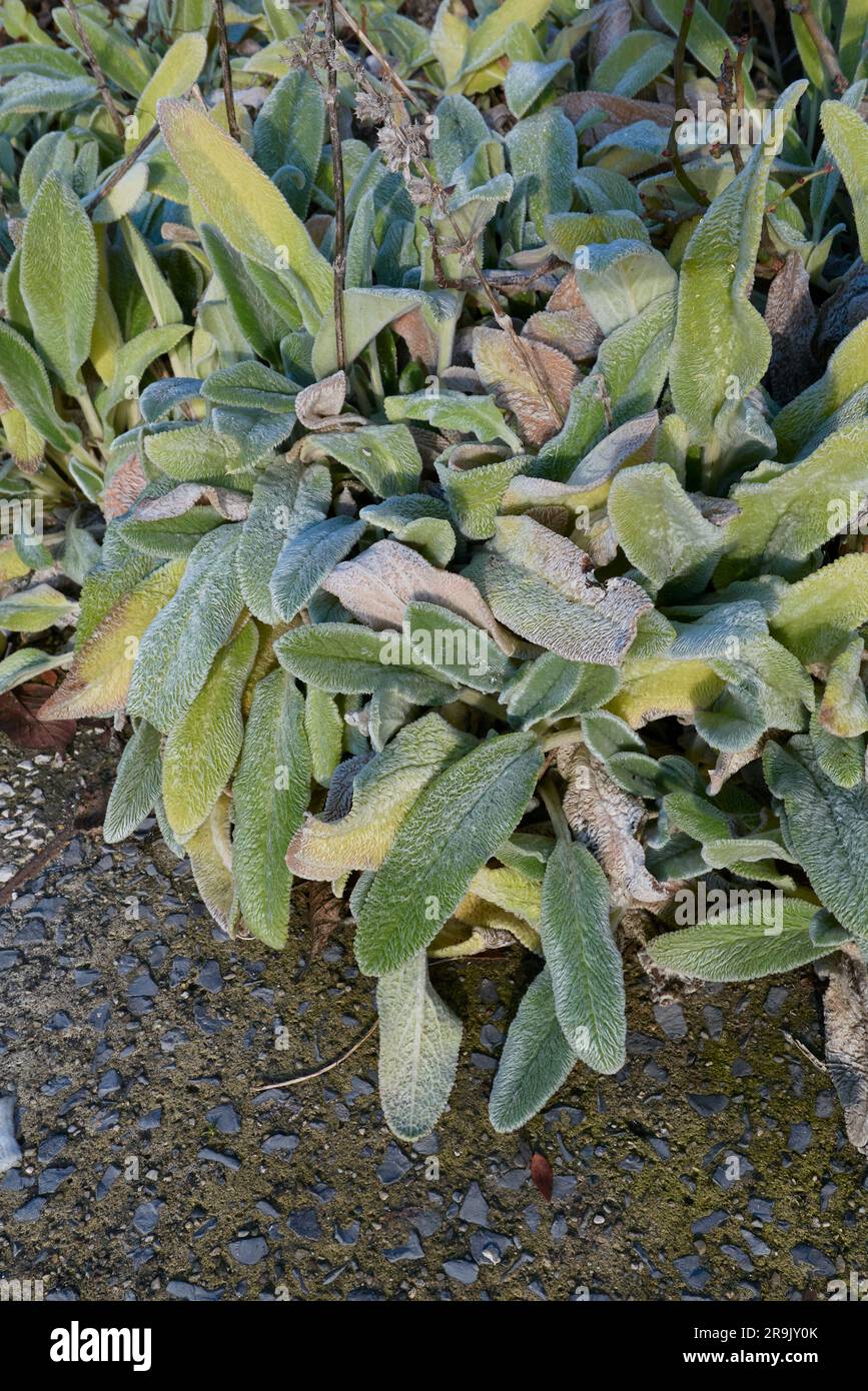 Stachys byzantina haarige Blätter aus der Nähe Stockfoto