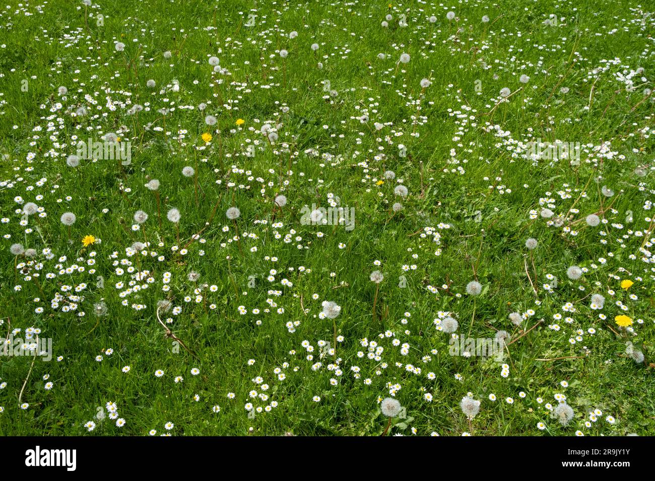 Feld mit grünem Gras und blühenden Gänseblümchen und Löwenzahn, ein Rasen im Frühling. Stockfoto