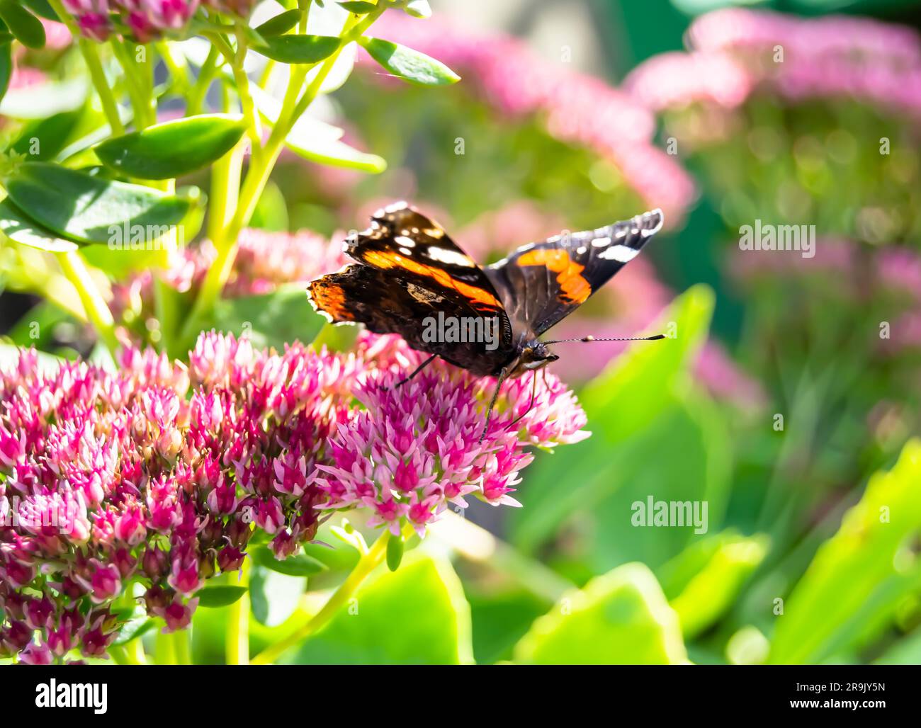 Fotografie zum Thema schöne schwarze Schmetterling Monarch auf Wiesenblume, Foto bestehend aus Schmetterling Monarch in Wiesenblume winkt seinen hellen Flügel Stockfoto