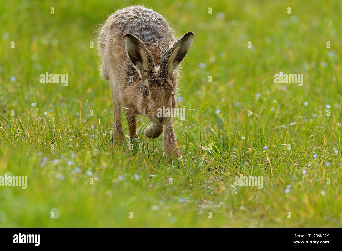 Braune Hare - Lepus Europaeus. Stockfoto