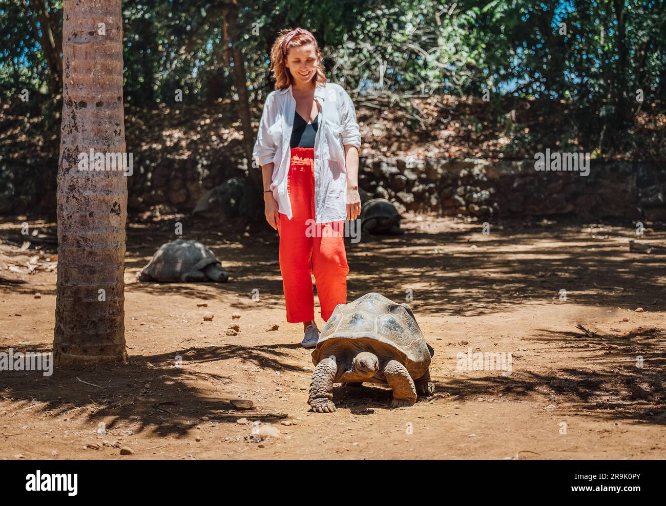 Lächelnde Touristenfrau, die Aldabra Riesenschildkröte beobachtet - eine der größten Schildkröten der Welt im Zoo-Naturpark auf Mauritius Island. Schönheit i Stockfoto