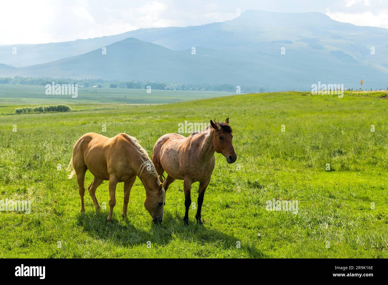 Bergpferde - Ein Paar Pferde grasen an einem sonnigen Sommerabend auf einer grünen Wiese einer Bergfarm. Crested Butte, Colorado, USA. Stockfoto