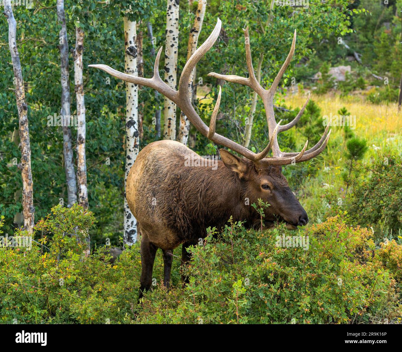 Big Bull Elk - Ein starker, reifer Bullenwapfel, der an einem Sommerabend auf üppigen Sträuchern in einem dichten Aspenhain weidet. Rocky Mountain-Nationalpark, Colorado, USA Stockfoto