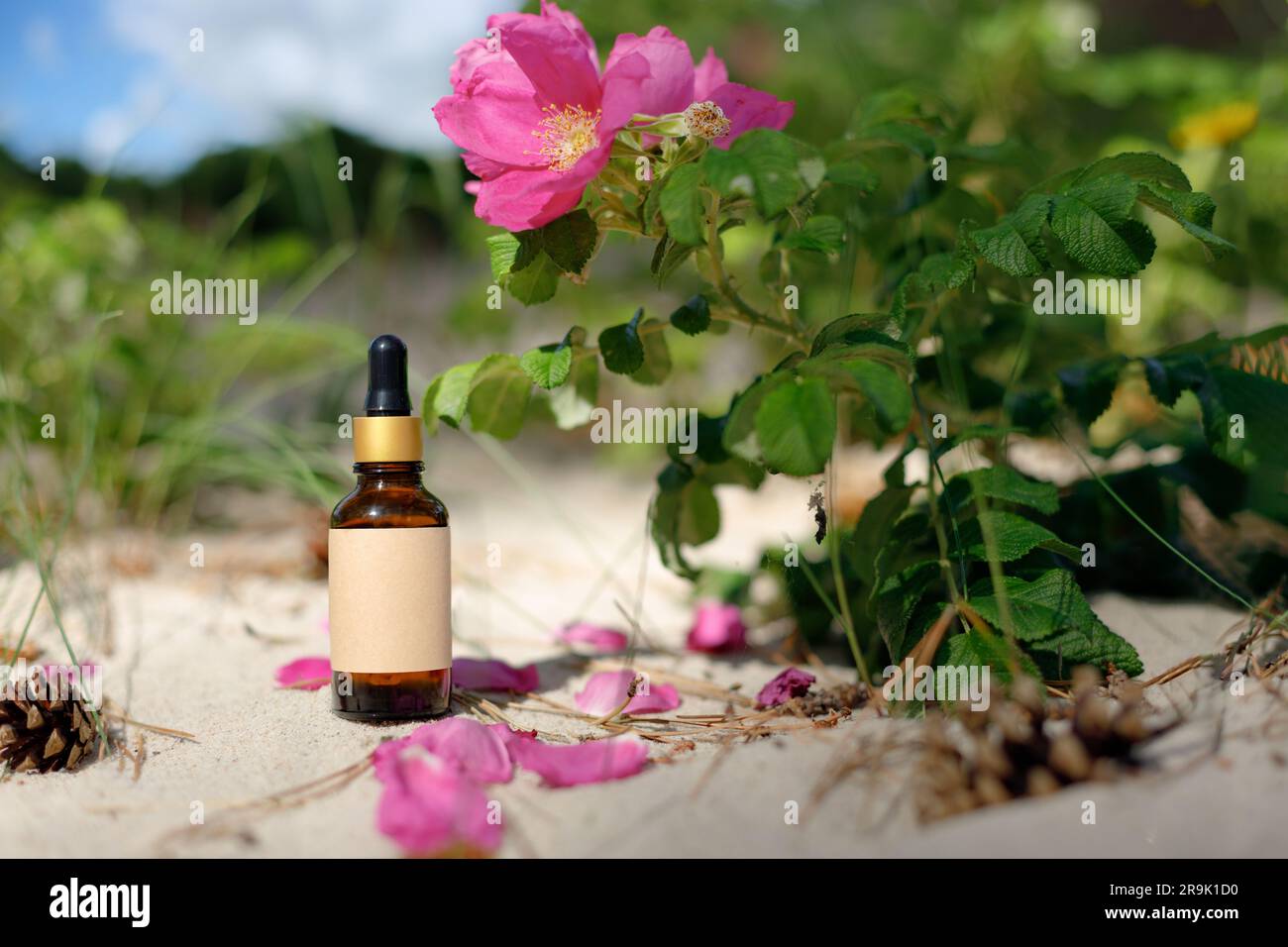 Aromatherapie. Rosa-Blumen-Extrakt, reines organisches Rosenöl. Elixier mit blumigen Inhaltsstoffen. Spa-Atmosphäre. Tropfflasche, leeres Etikett. Modell. Stockfoto