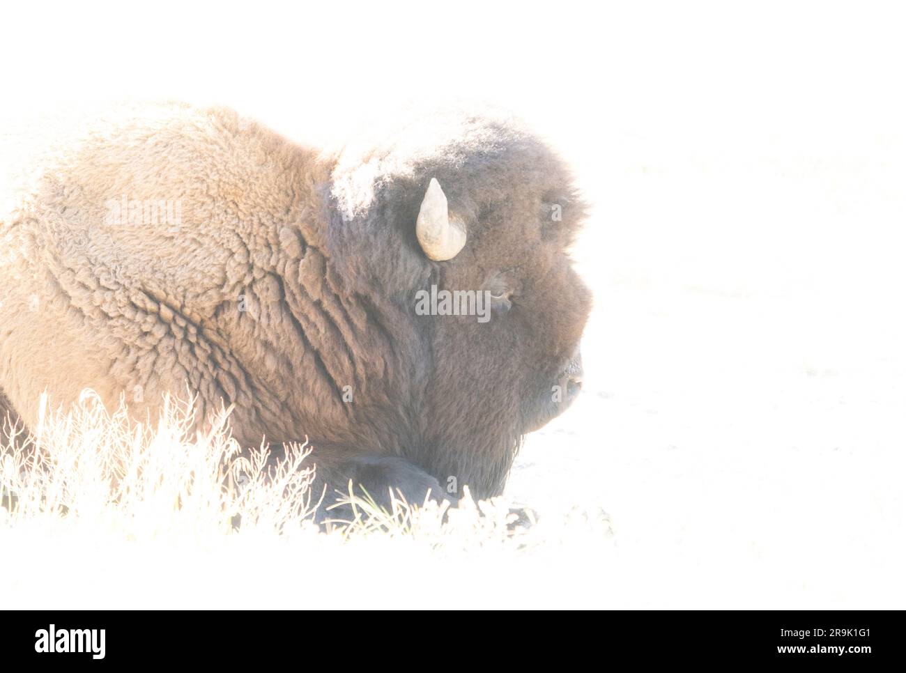 Wilde Büffel auf der Wiese. Yellowstone-Nationalpark, WY Work Stockfoto