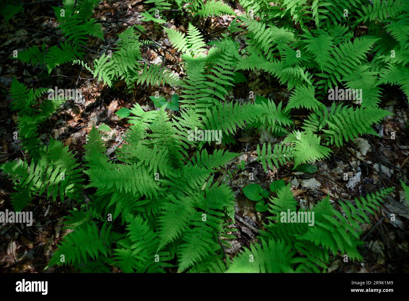 Zimtfarne (Osmunda cinnamomea) wachsen im Jefferson National Forest im Südwesten von Virginia, USA. Stockfoto