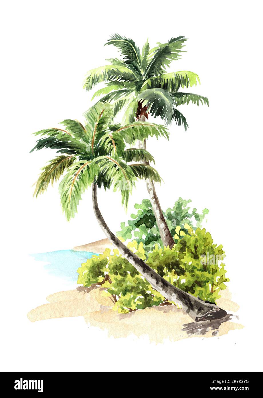 Tropische Palmen, handgezeichnete Aquarelle, isoliert auf weißem Hintergrund Stockfoto