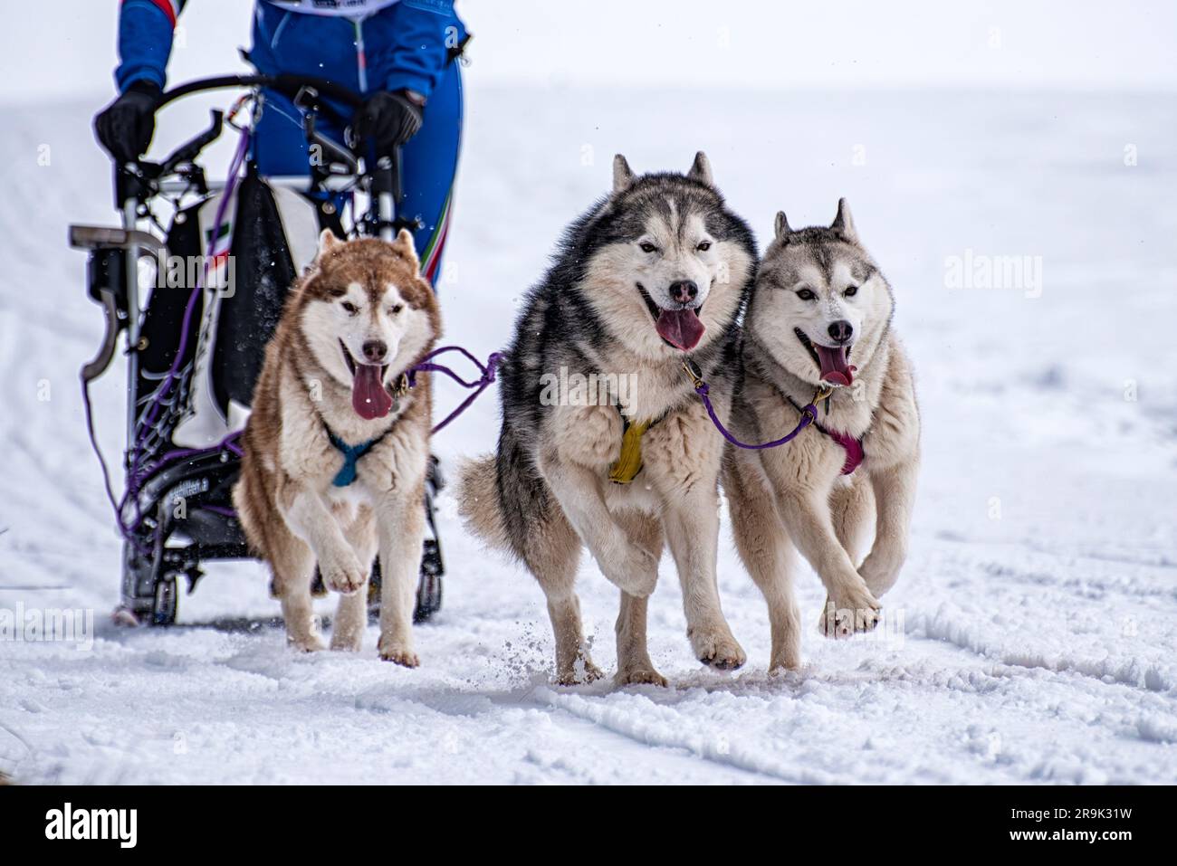 Schlittenhund-Szene während eines Wettkampfs Stockfoto