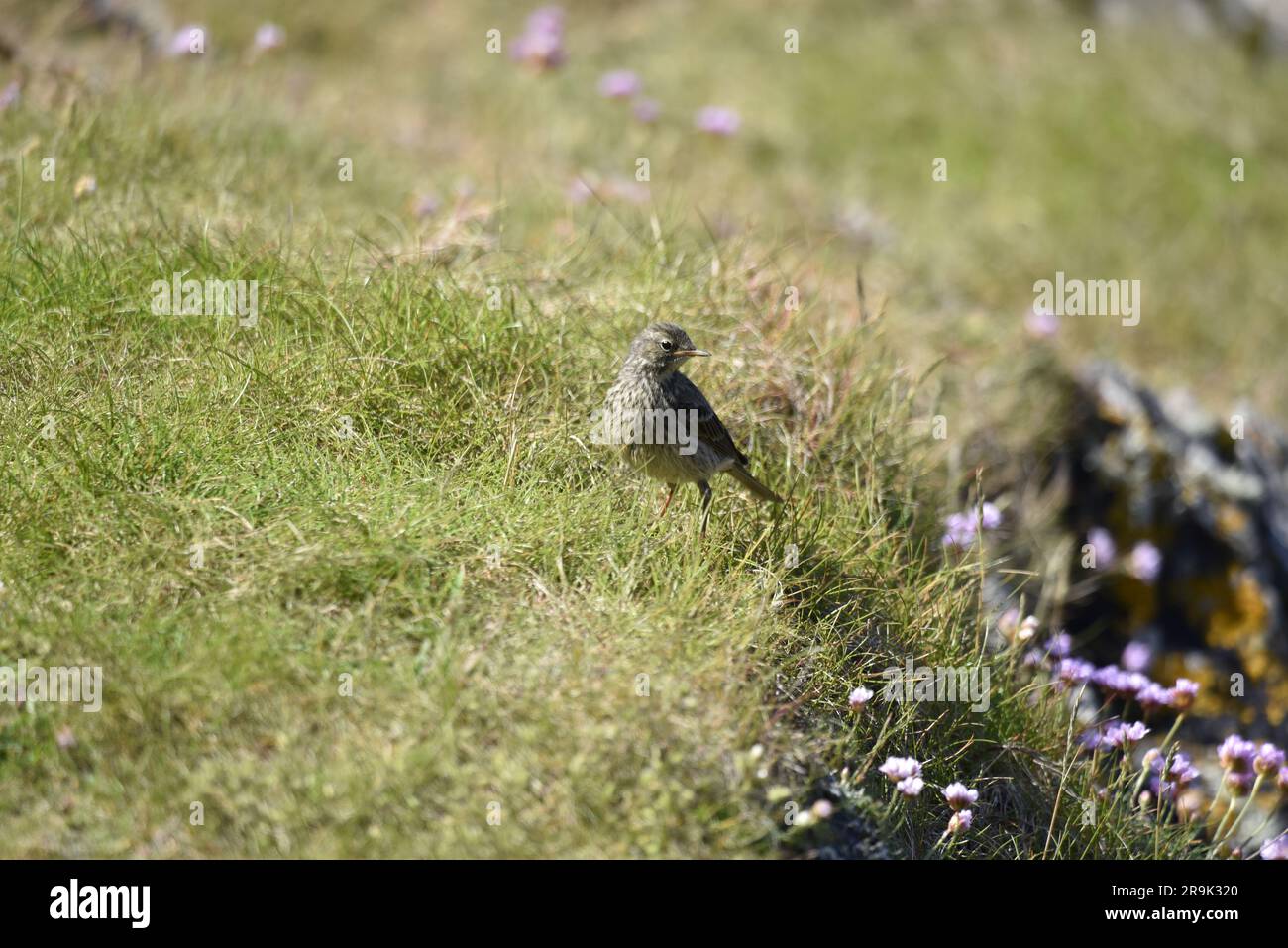 Eurasian Rock Pipit (Anthus petrosus) auf Gras und Thrift, mit Blick auf die Kamera, mit dem Kopf rechts vom Bild, aufgenommen auf der Isle of man, Großbritannien Stockfoto