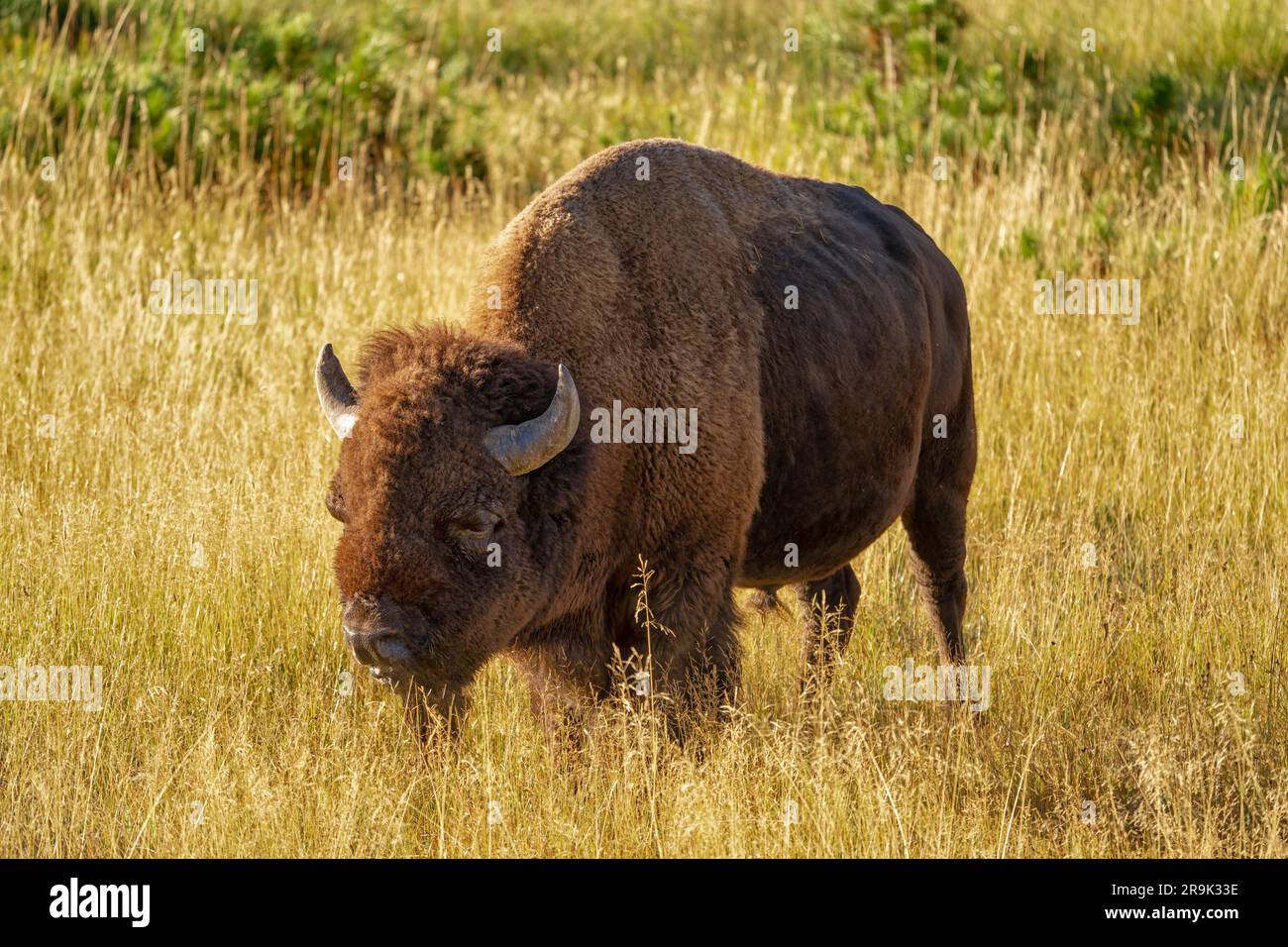 Lone Buffalo im Yellowstone NP Stockfoto