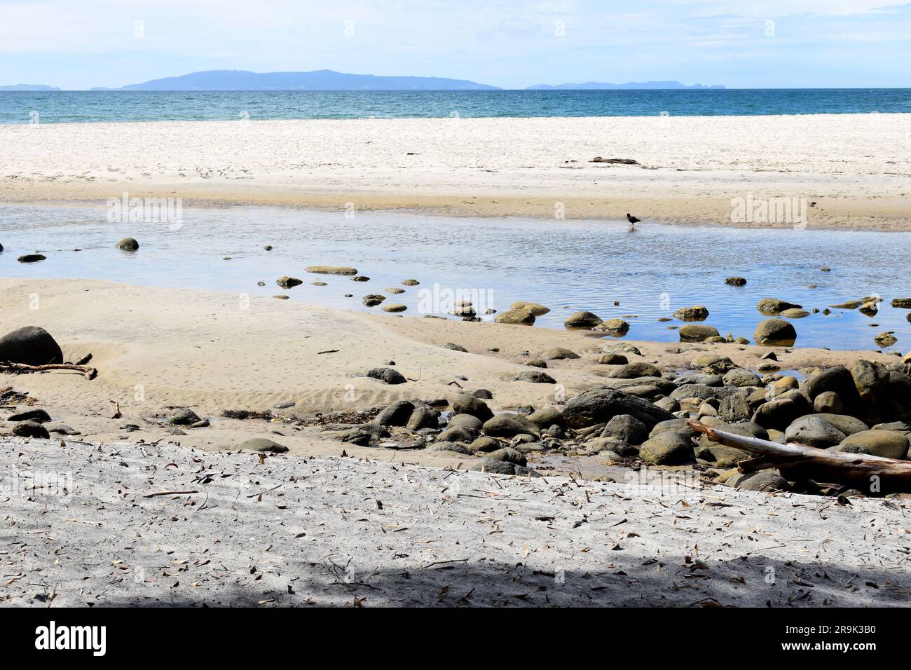 Neuseeländischer Austernfischer schwarzer Vogel in der Ferne am verlassenen Strand auf der Coromandel Halbinsel, Nordinsel, Neuseeland Stockfoto