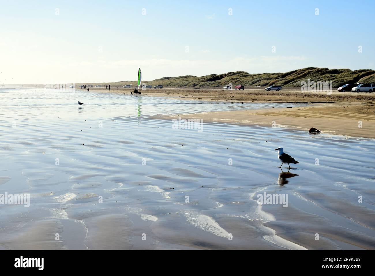 Strandleben am Morgen am ruhigen und friedlichen Southland Beach, South Island, Neuseeland Stockfoto