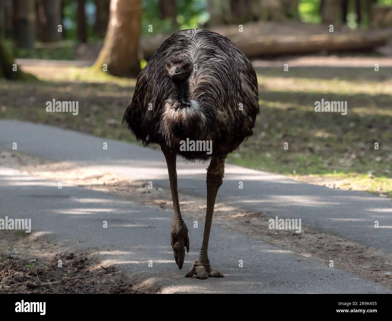 Strauß-emu - Dromaius, ein großer flugloser Vogel, der durch den Park läuft, kommt aus Australien Stockfoto