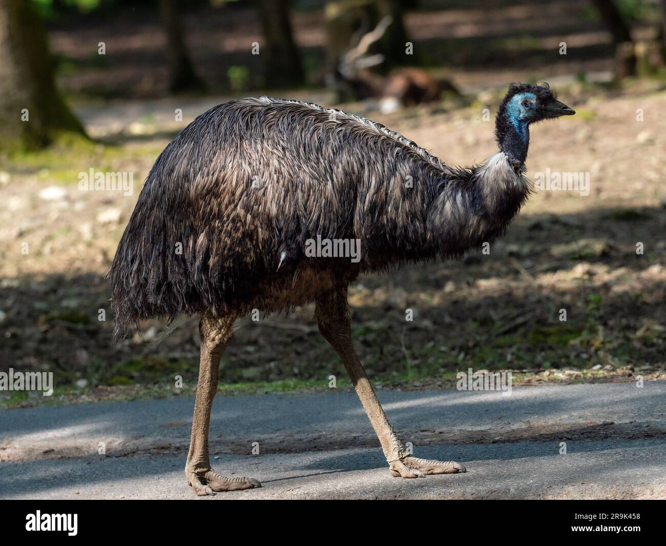 Strauß-emu - Dromaius, ein großer flugloser Vogel, der durch den Park läuft, kommt aus Australien Stockfoto