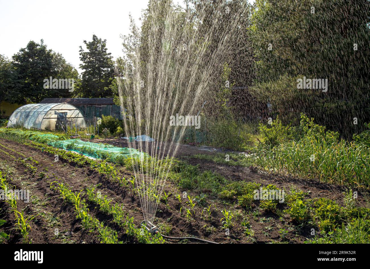Regenimitationswasserbewässerungssystem im häuslichen Gemüsegarten im Freien am Sommerabend. Stockfoto