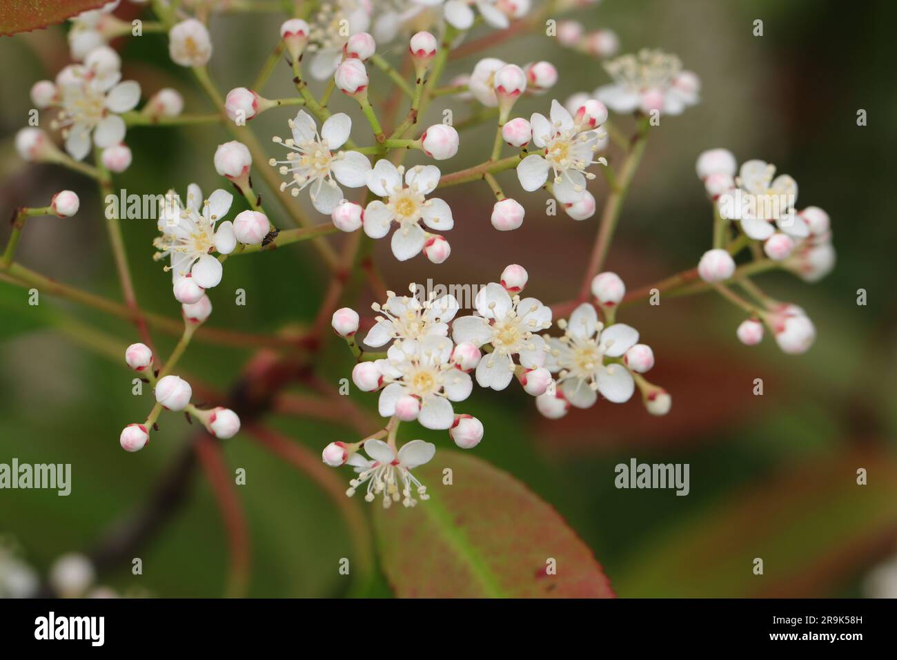 Nahaufnahme hübscher weißer Blüten der rotblättrigen Photinia x fraseri vor einem unscharfen Hintergrund Stockfoto