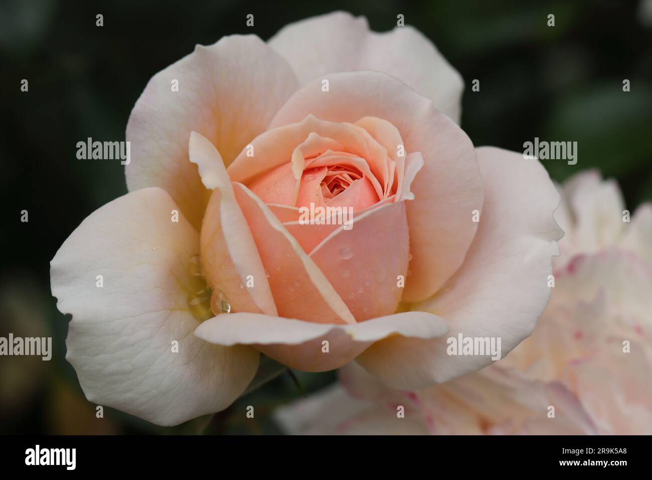 Nahaufnahme einer wunderschönen, lachsfarbenen Rose vor einem dunklen, unscharfen Hintergrund Stockfoto