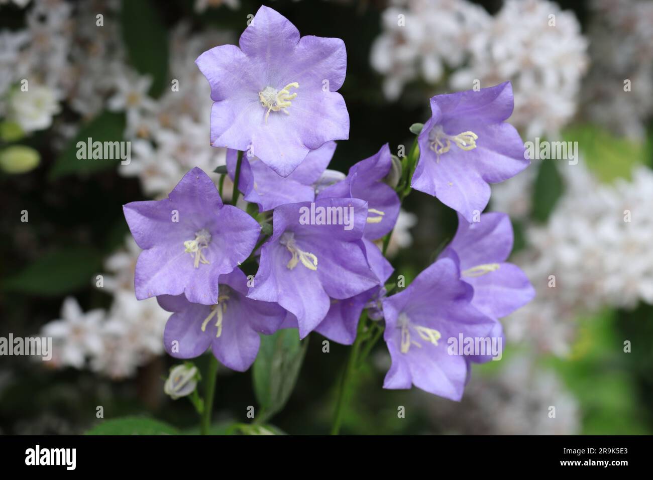 Nahaufnahme der wunderschönen lila-blauen Campanula persicifolia-Blüten vor einem blühenden Strauch einer deutschen Stockfoto