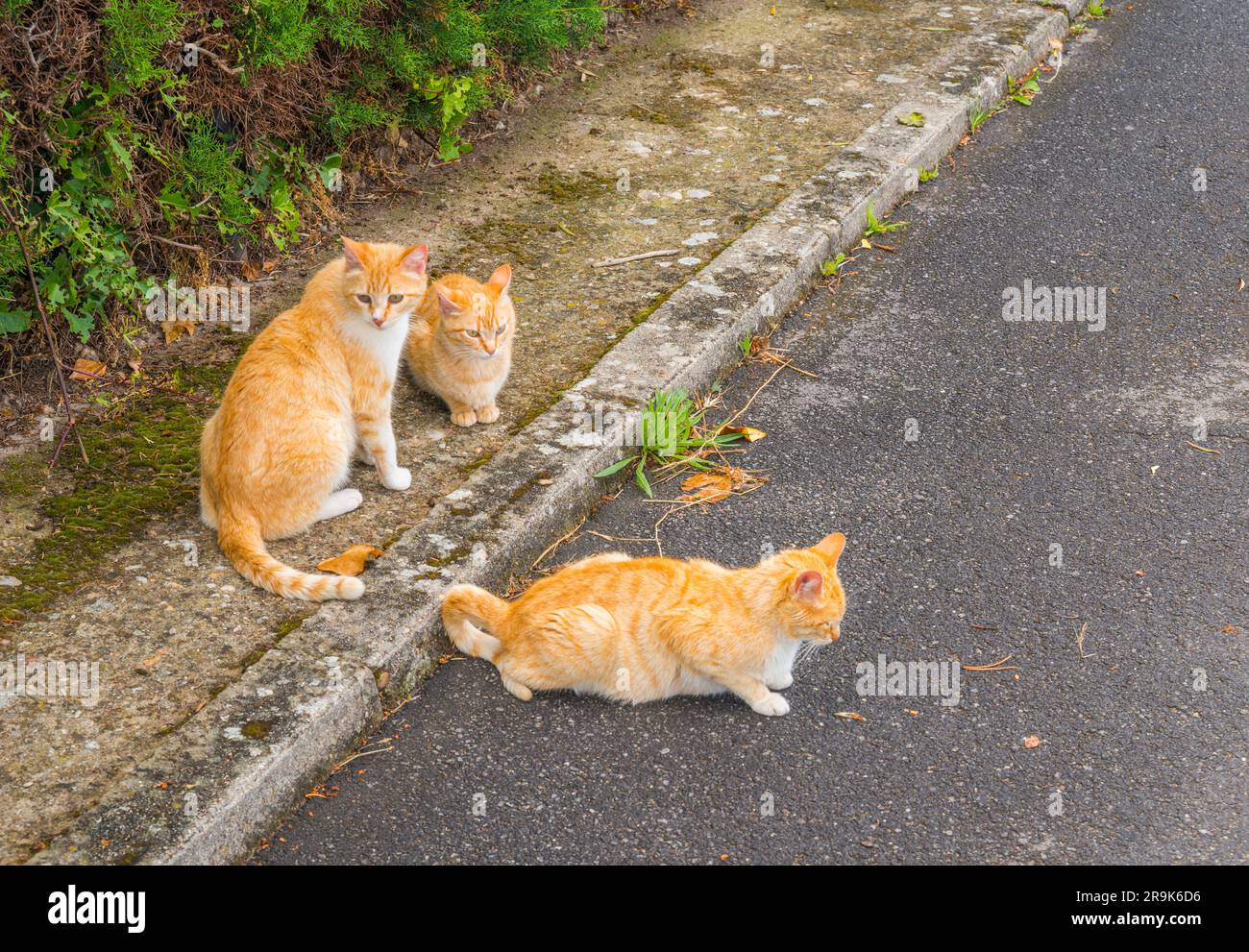 Drei streunende Katzen. Stockfoto