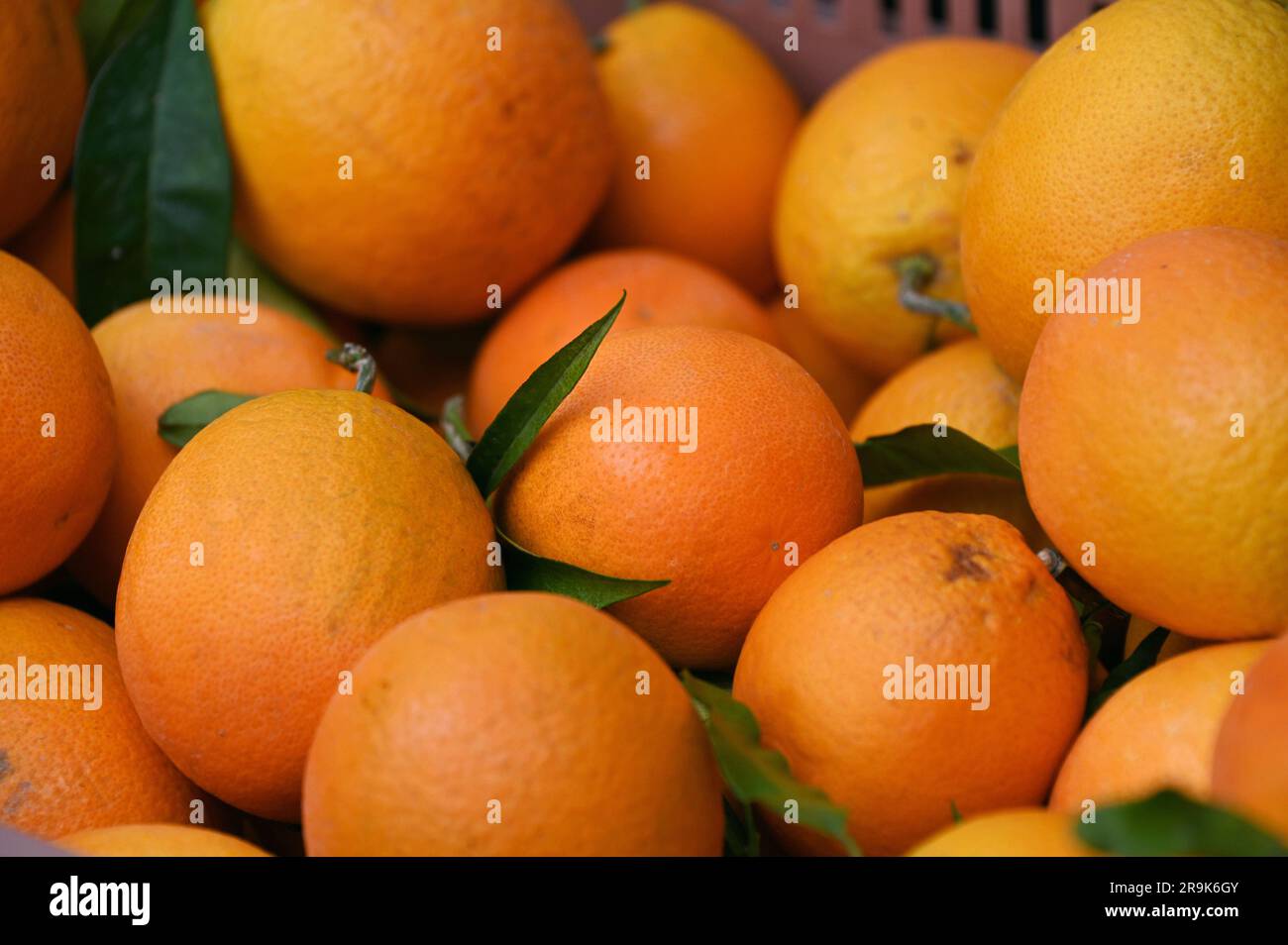 Orangen, Mallorca, Spanien Stockfoto