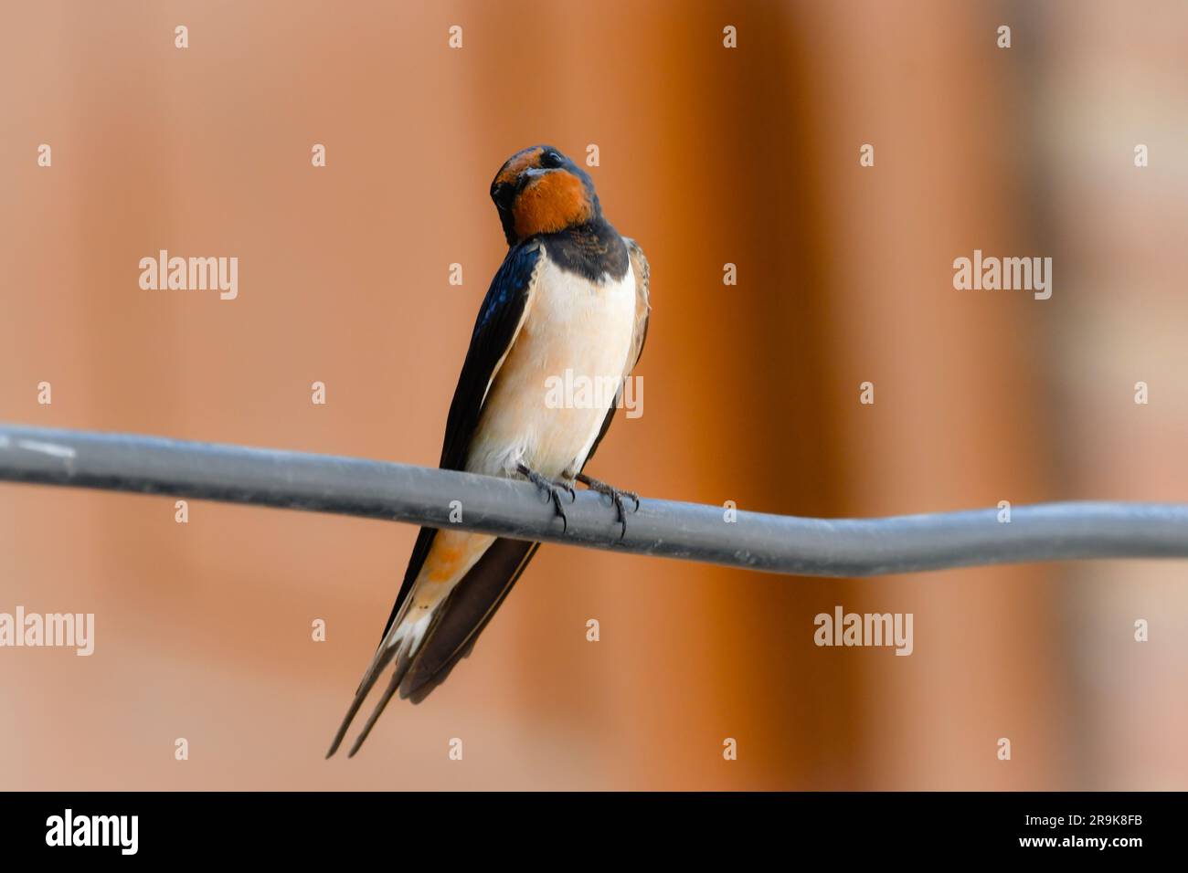 Ein gewöhnlicher SWIFT, auch bekannt als Ababeel, der auf einem stromführenden Draht ruht. Vogel auf Draht. Stockfoto