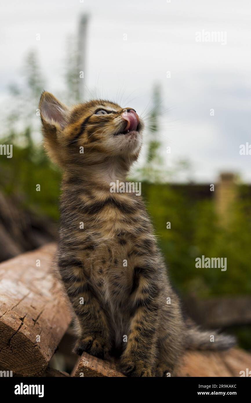 Inmitten der Schönheit der Natur leckt sich ein neugieriges Kätzchen mit sorgfältiger Pflege sauber. Die sanften Schläge seiner winzigen Zunge und die friedliche Umgebung Stockfoto