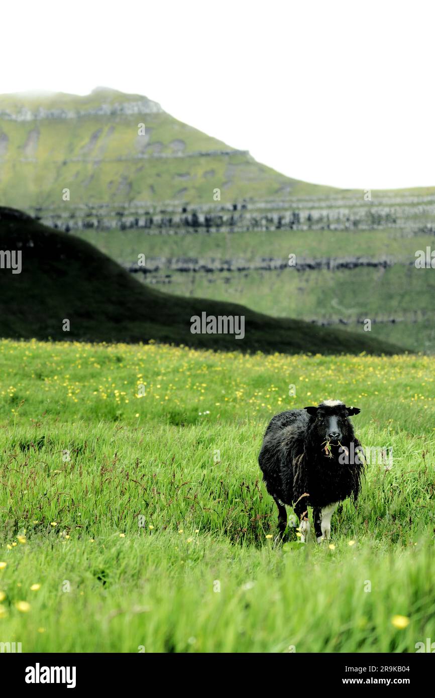 Schafe, die im Sommer auf blühenden Wiesen Gras fressen, Färöer, Dänemark Stockfoto