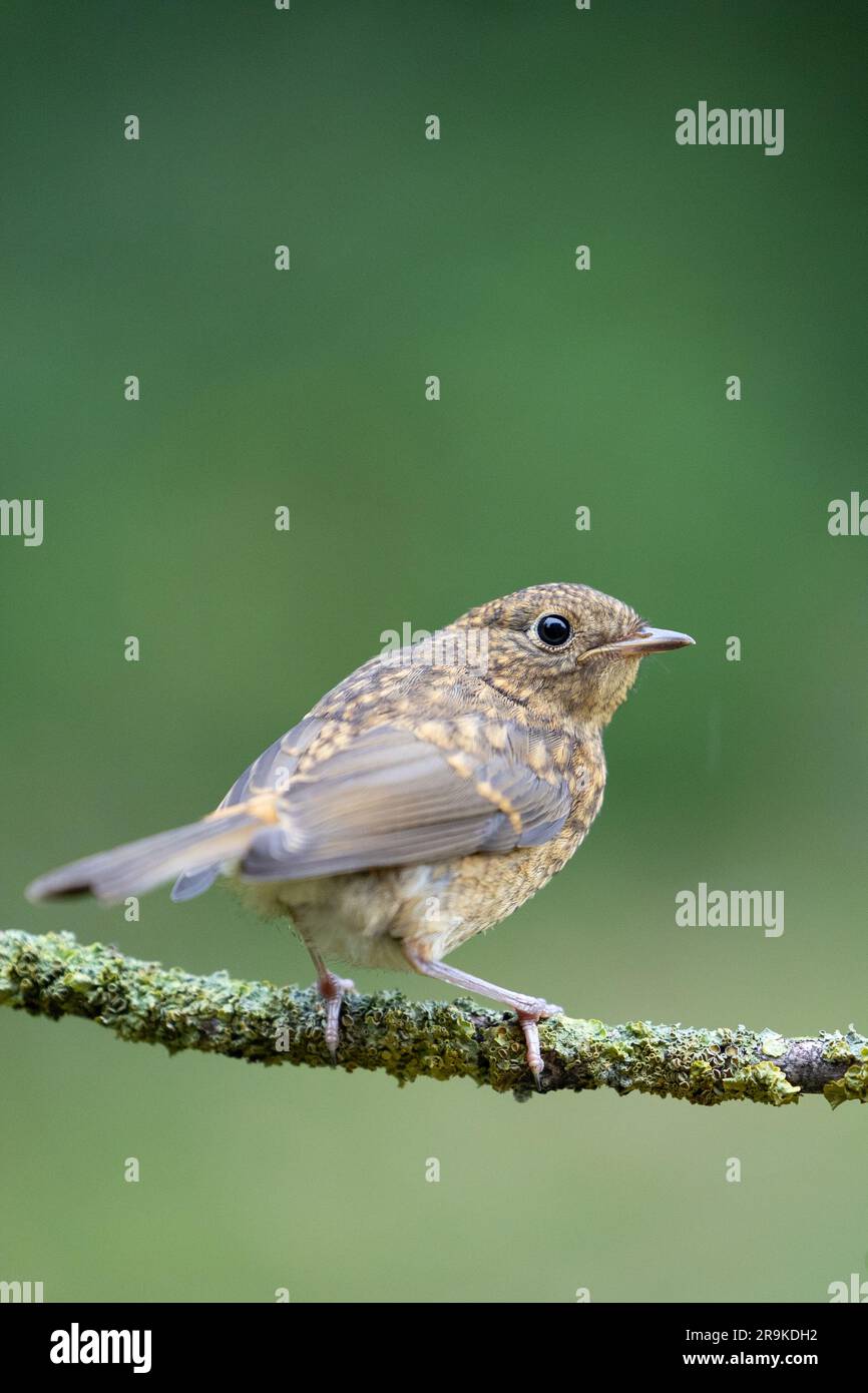 Nahaufnahme eines jungen Robin (Erithacus rubecula) auf einer Filiale mit einem natürlichen grünen Blatthintergrund – Yorkshire, Großbritannien (Juni 2023) Stockfoto