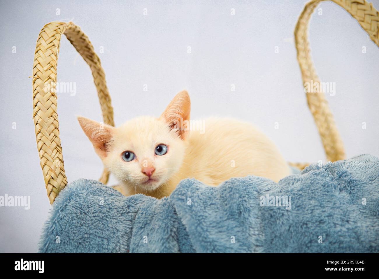 Fotoshooting von 8 Katzen zur Adoption Stockfoto