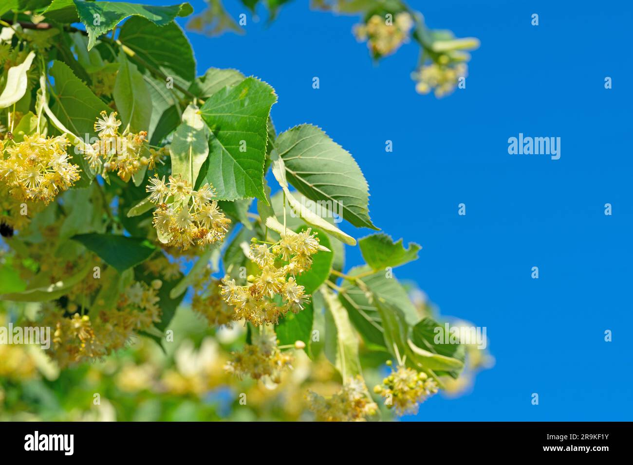 Linden blüht in der Nahaufnahme Stockfoto