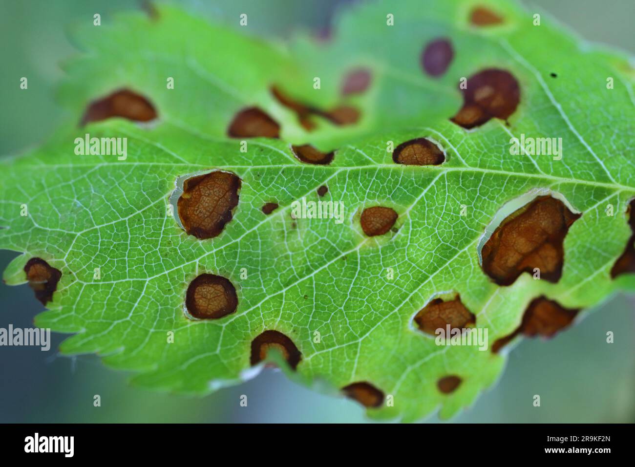 Symptome der Shot-Hole-Krankheit bei Steinobst (Prunus spp.) Kirschen. Durch Pilzpflanzenpathogen Stigmina carpophila (Syn. Wilsonomyces carpophi) hervorgerufen Stockfoto