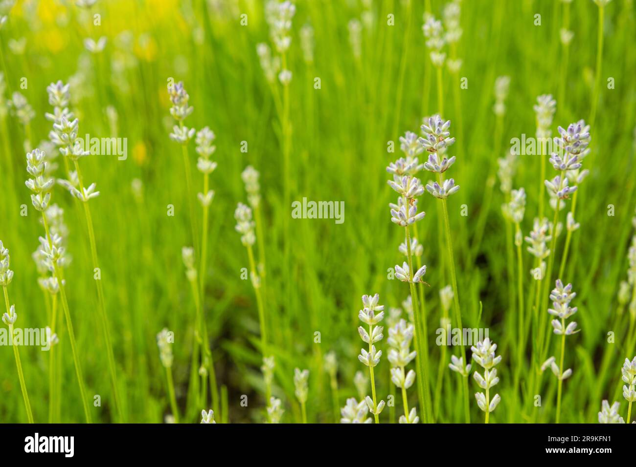 Viele Lavendelblumen im botanischen Garten. Stockfoto