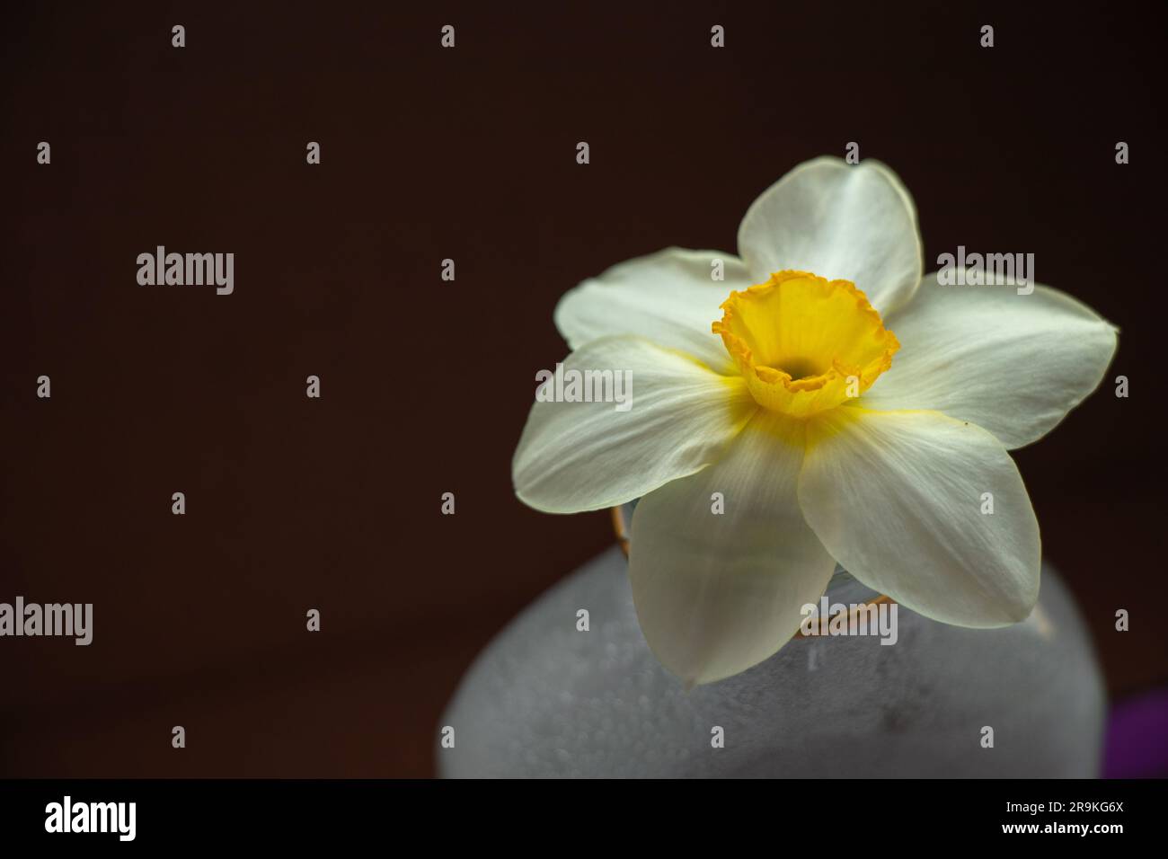 narzissenblütenknospe in Wassergläsern Stockfoto