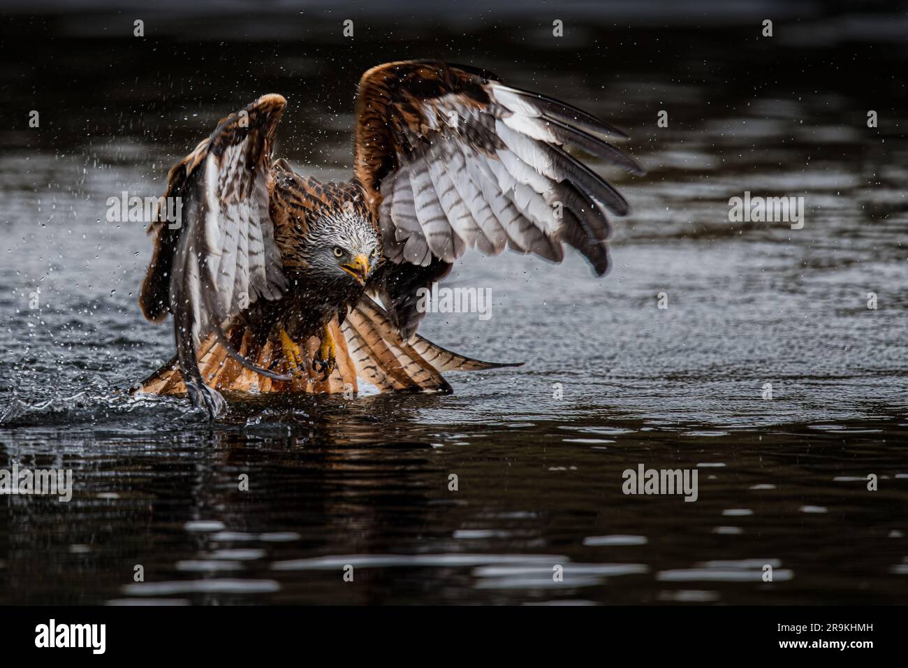 Dynamischer Roter Drachen, der aus dem See in Wales entkommt Stockfoto