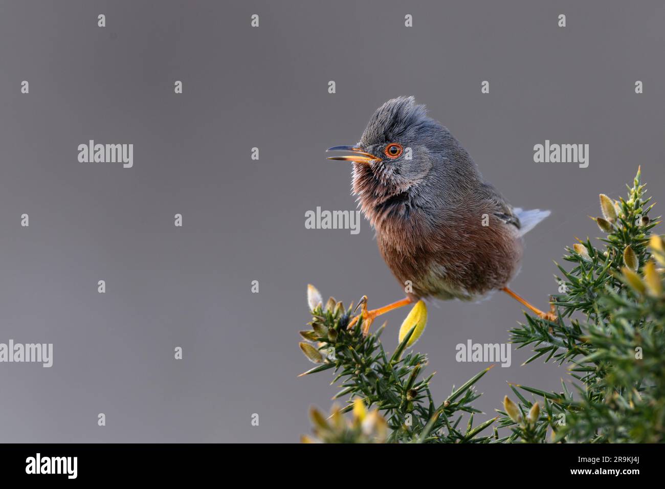 Dartford Warbler im Gänsebüsch Stockfoto