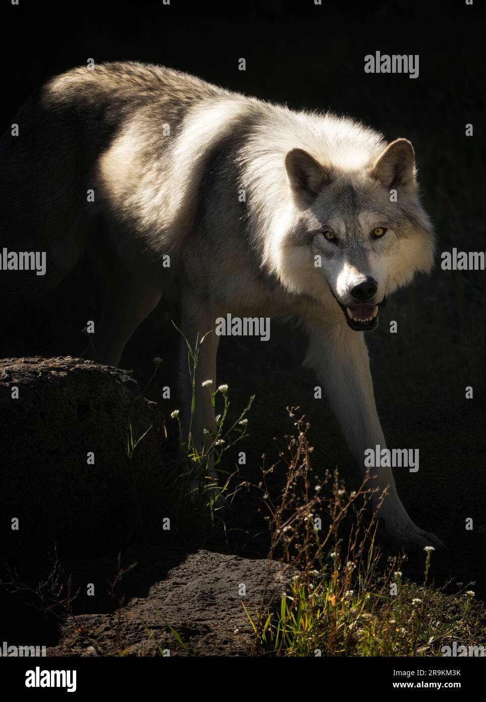 Nahaufnahme von Wolf. Fossil Butte Pack. Grizzly und Wolf Discovery Center, Montana Stockfoto