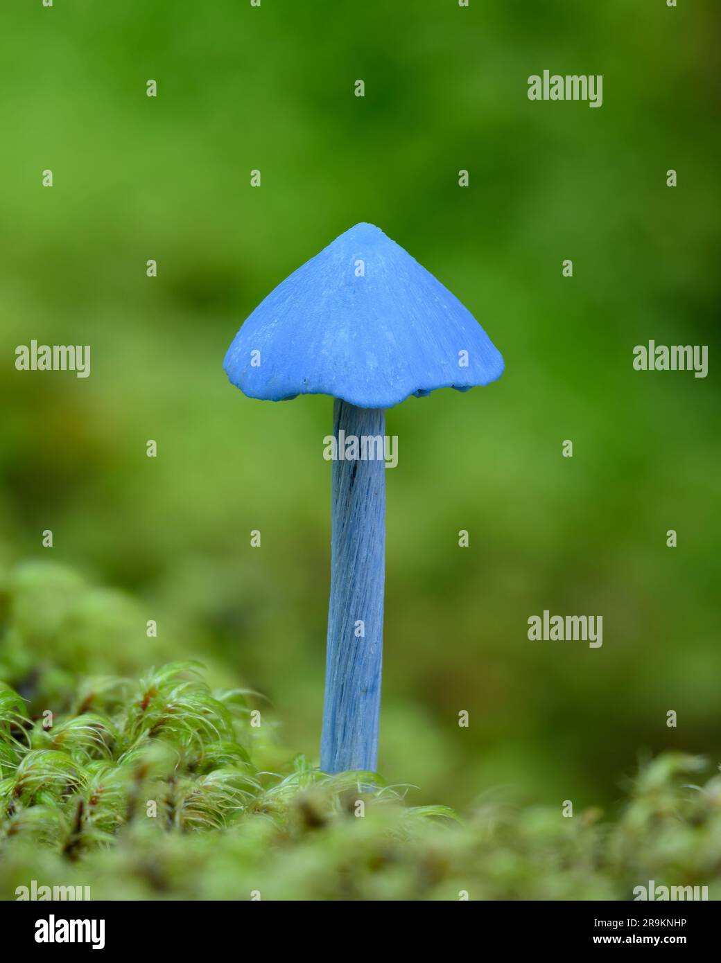 Der blaue Pilz Entoloma hochstetteri, der in den Regenwäldern Neuseelands heimisch ist und den Maori als Werewere-kōkako bekannt ist. Stockfoto