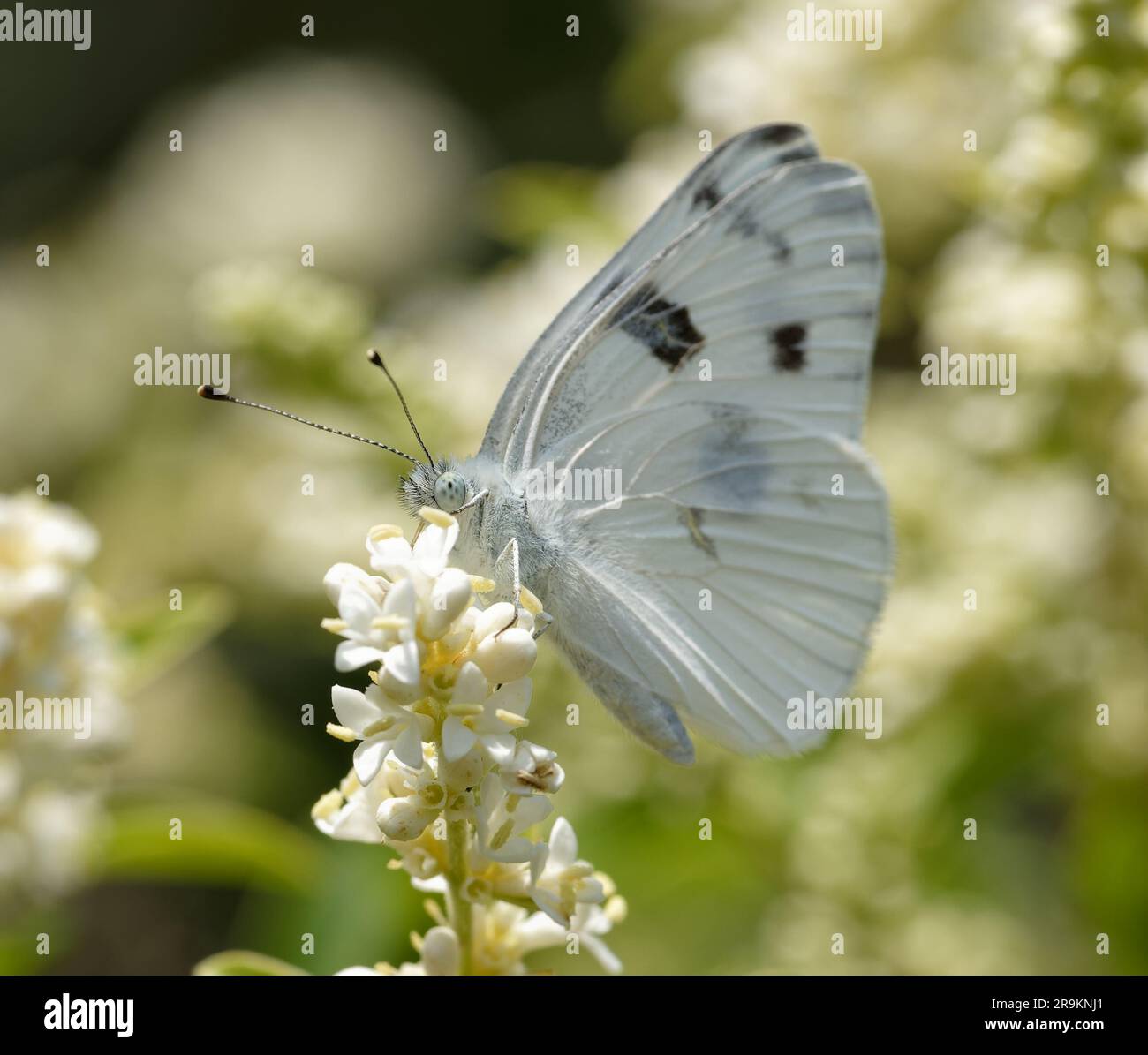 Karierte weiß Stockfoto