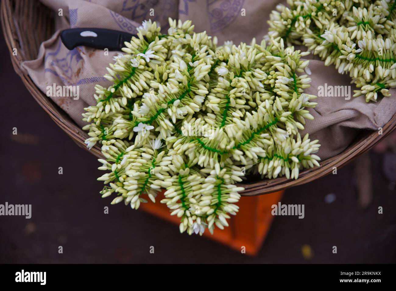 Nahaufnahme von Knospen aus Jasmin und Blumen zum Verkauf Stockfoto