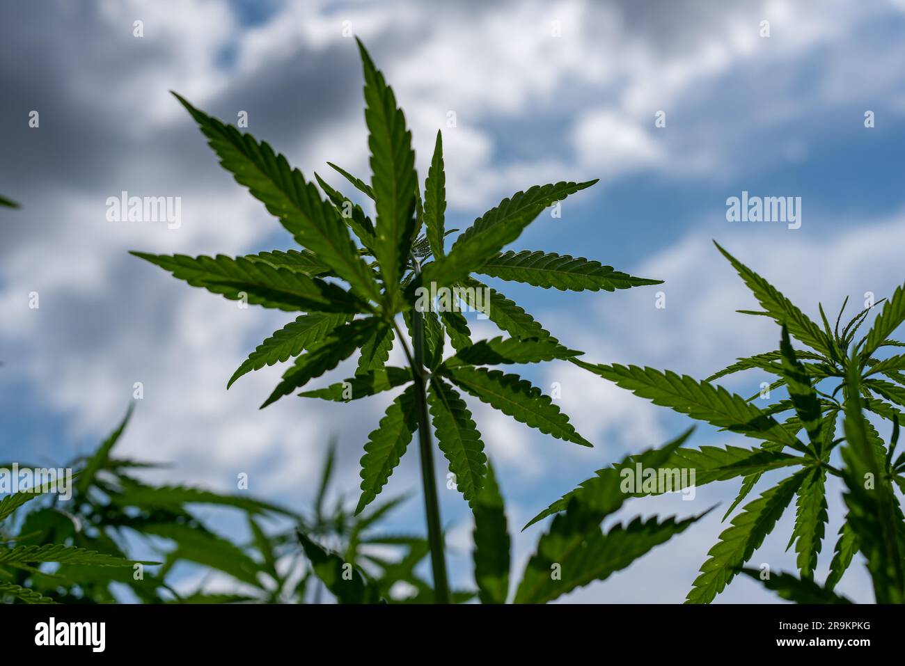 Wunderschönes Hanfblatt auf einem Marihuana-Feld unter dem blauen Himmel mit Sonne und Wolken für die Legalisierung von medizinischen Cannabisprodukten cbd thc illegales Drogenbein Stockfoto