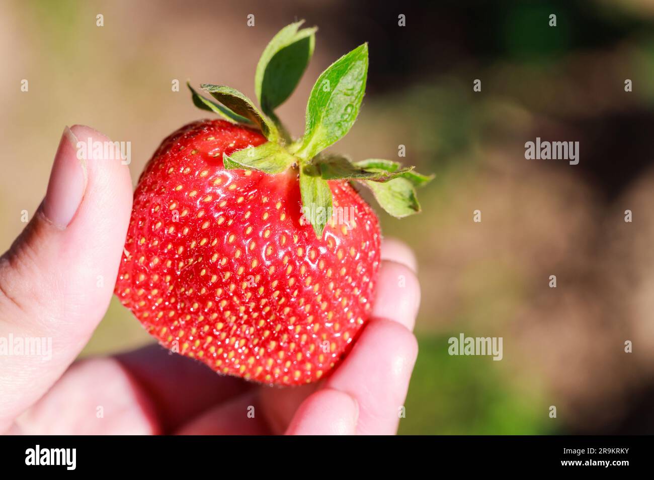 Reife und große Erdbeeren in der Hand. Stockfoto